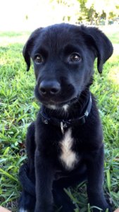 aussiedor black puppy