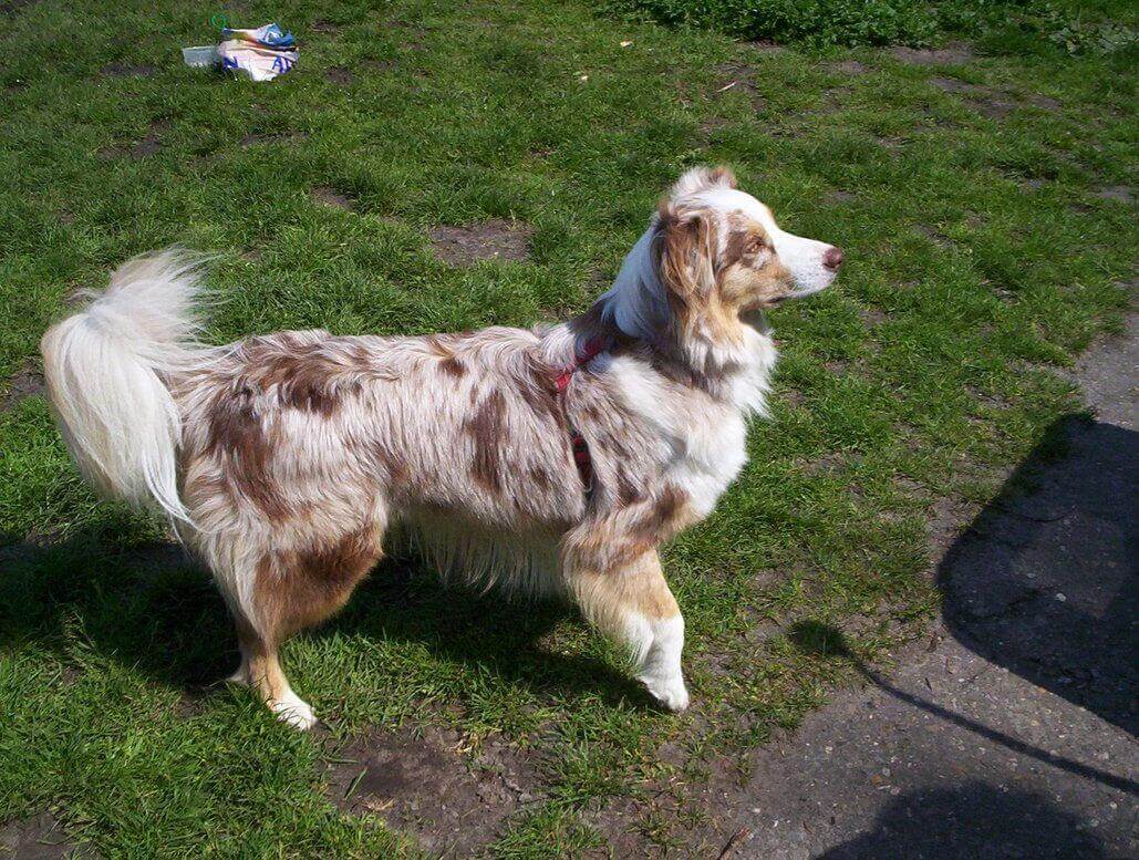 australian shepherd black lab mix picuter