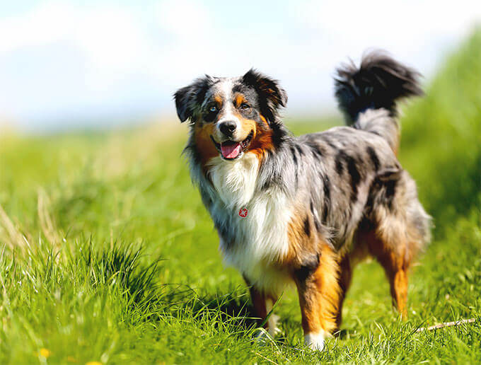 Australian Shepherd Lab Mix Characteristics Appearance And Pictures