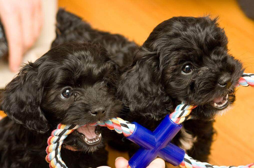 Pet sister. Мальтипу спаниель. Кокер-пудель кокапу черный. Пудель кокапу черный. Смесь кокер спаниеля и пуделя.