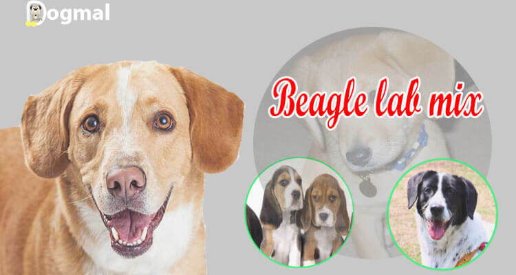 beagle lab mix