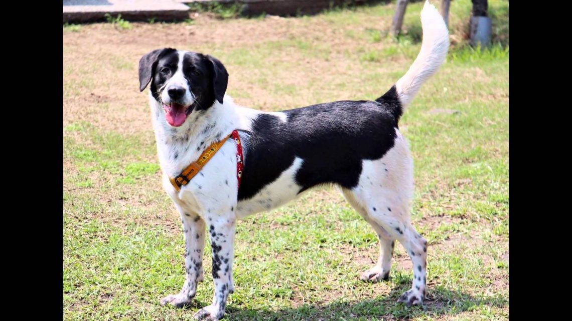 black and white mix beagle