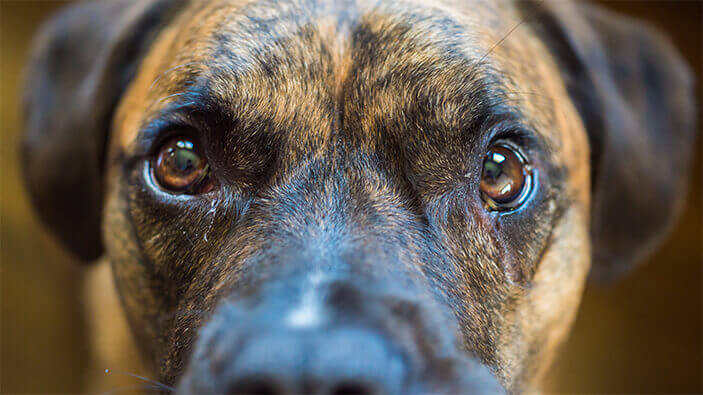 brindle boxador photo 