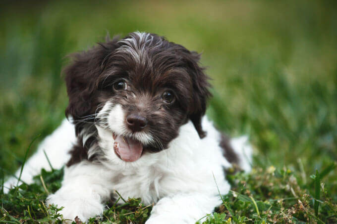 cockapoo dog breed pictures
