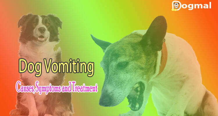 dog vomiting