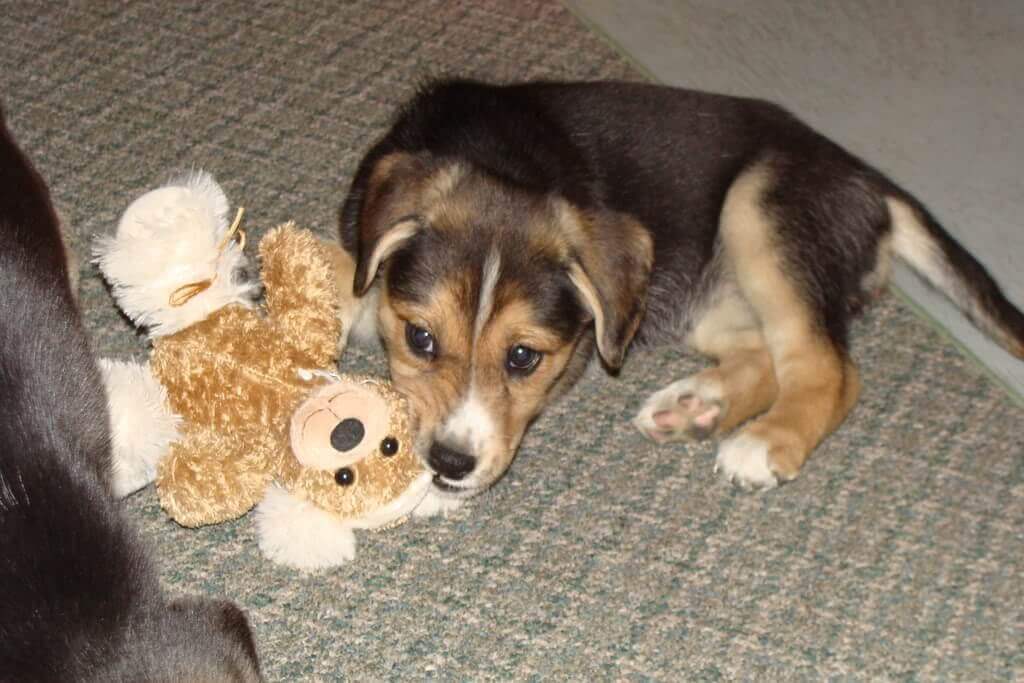 lab beagle mix playing with toy