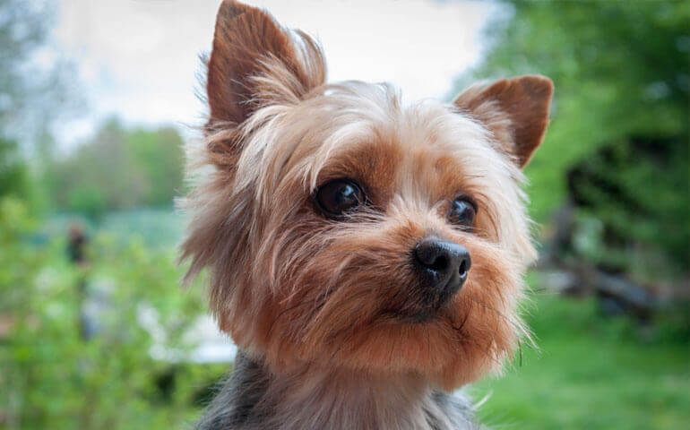 yorkshire terrier dogmal