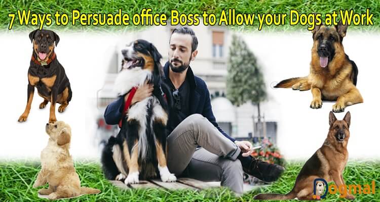Allow your Dogs at Work