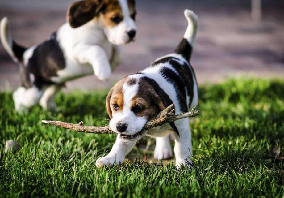 Beagle_SERP