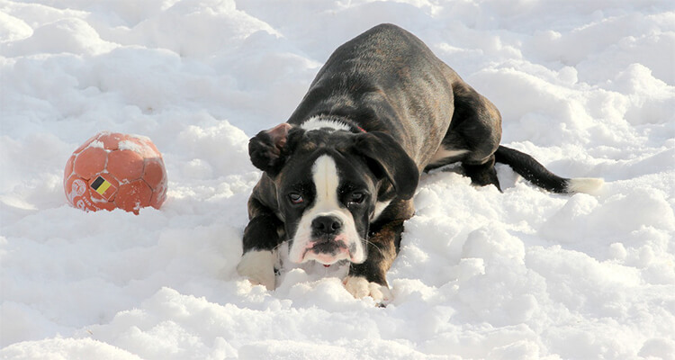 Boxer dog cross breeds