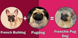 Pug Mixes: 10 Cute And Healthy Pug Cross Breeds That Steal Your Heart