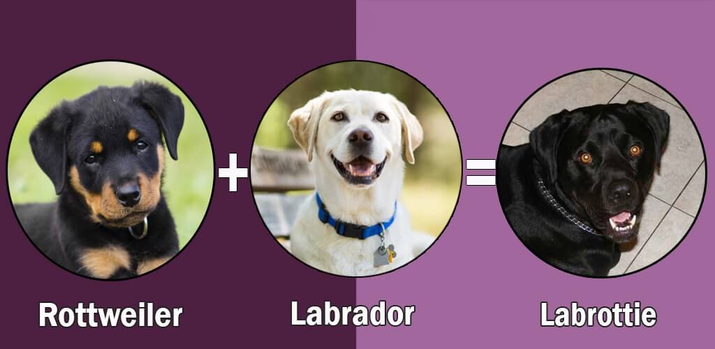 Labrottie