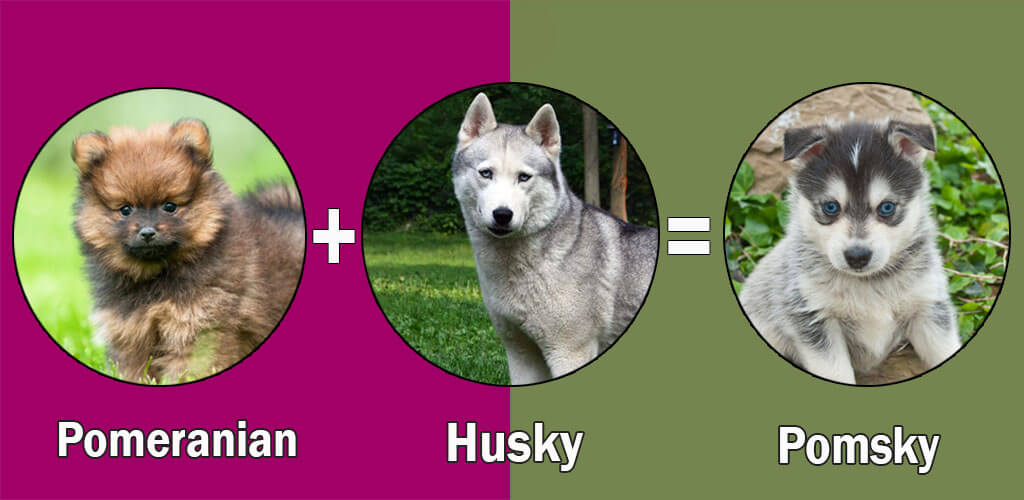 popular husky mixes