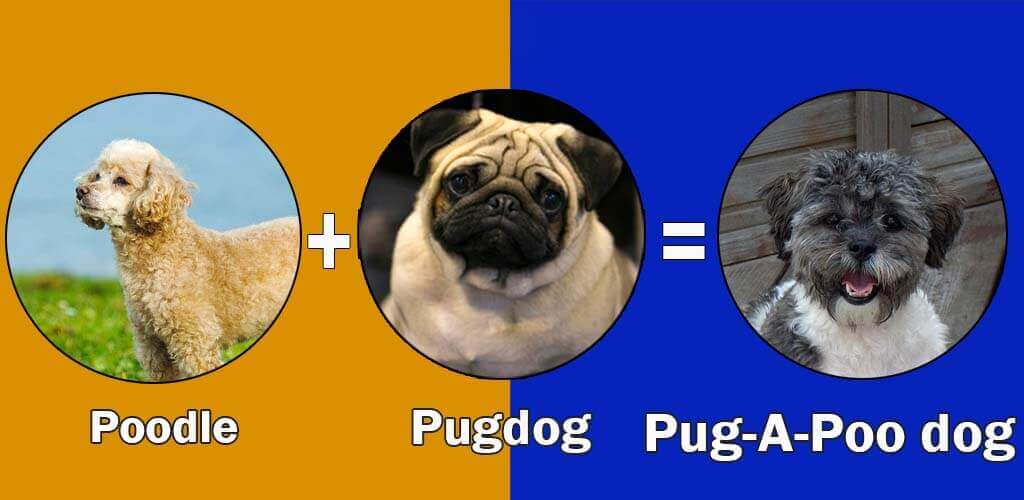 Pug-A-Poo dog