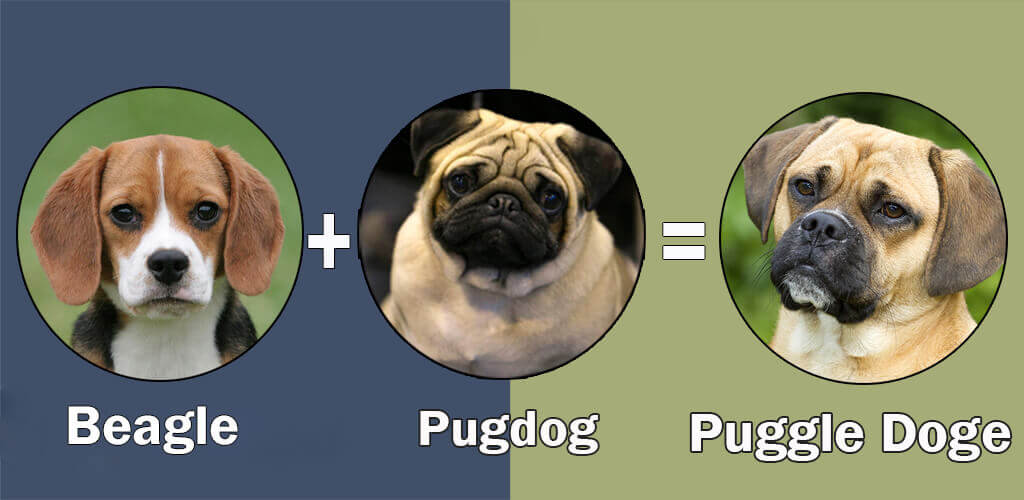 Puggle