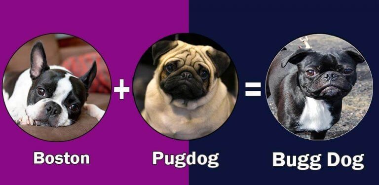 Pug Mixes: 10 Cute And Healthy Pug Cross Breeds That Steal Your Heart