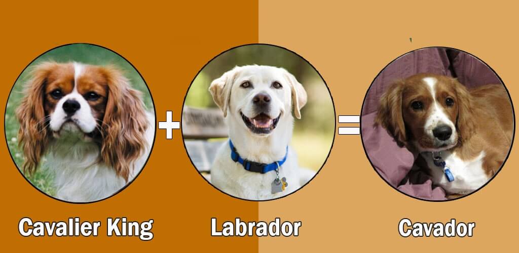 cavador