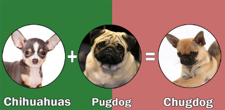 Pug Mixes: 10 Cute And Healthy Pug Cross Breeds That Steal Your Heart