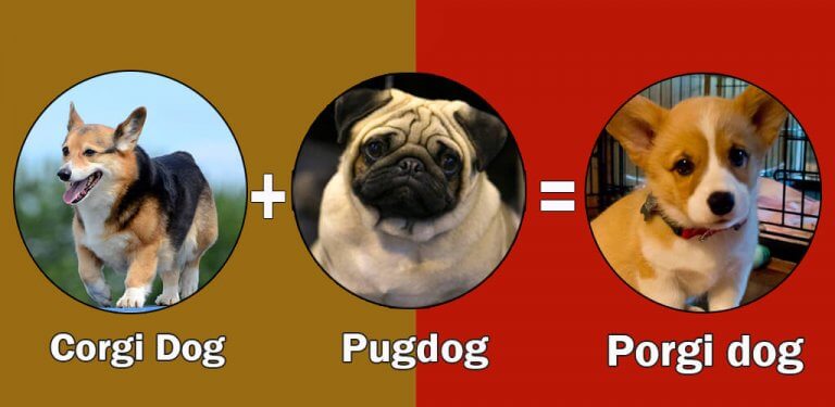 Pug Mixes: 10 Cute And Healthy Pug Cross Breeds That Steal Your Heart