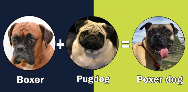Pug Mixes: 10 Cute And Healthy Pug Cross Breeds That Steal Your Heart
