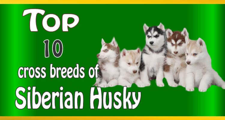 Siberian Husky cross breeds