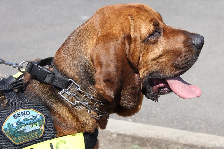 top 10 police dog breeds