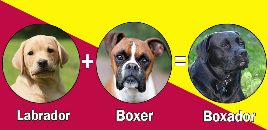 boxer dog cross breeds