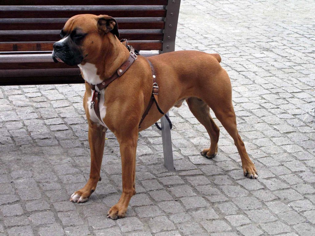 Boxer dog