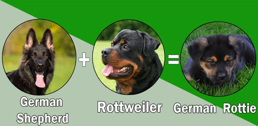 German  Rottie