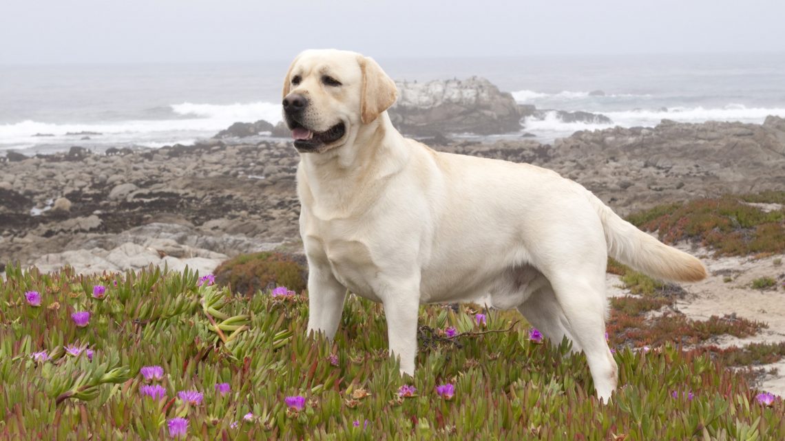 Labrador Retriever hd image