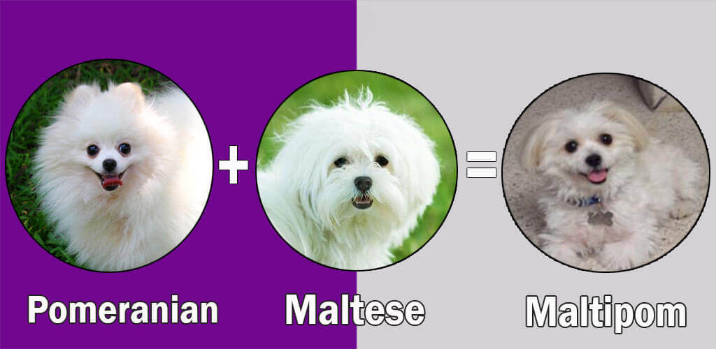 Maltipom