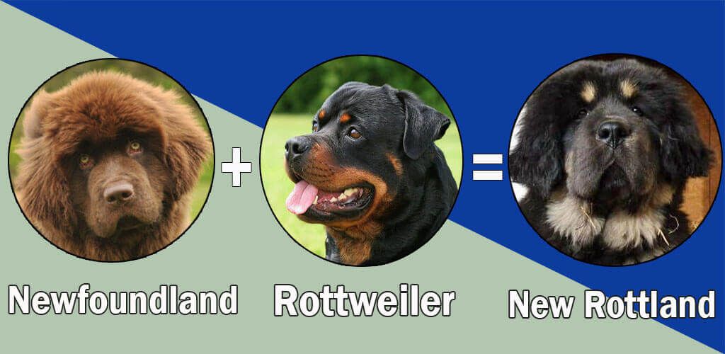 New Rottland