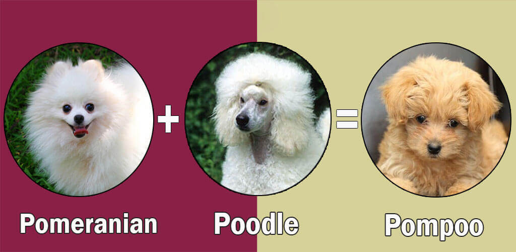 what are pomeranians mixed with