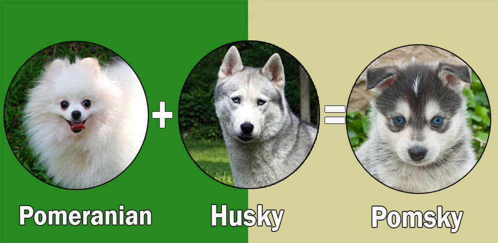 Image Result For Siberian Husky X Shih Tzu Image Result For Siberian Husky X Shih Tzu