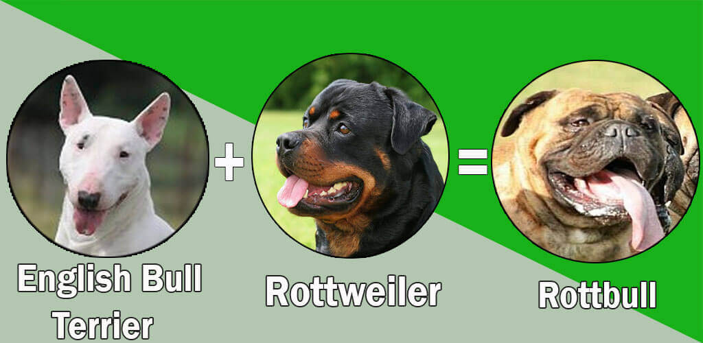 Rottbull