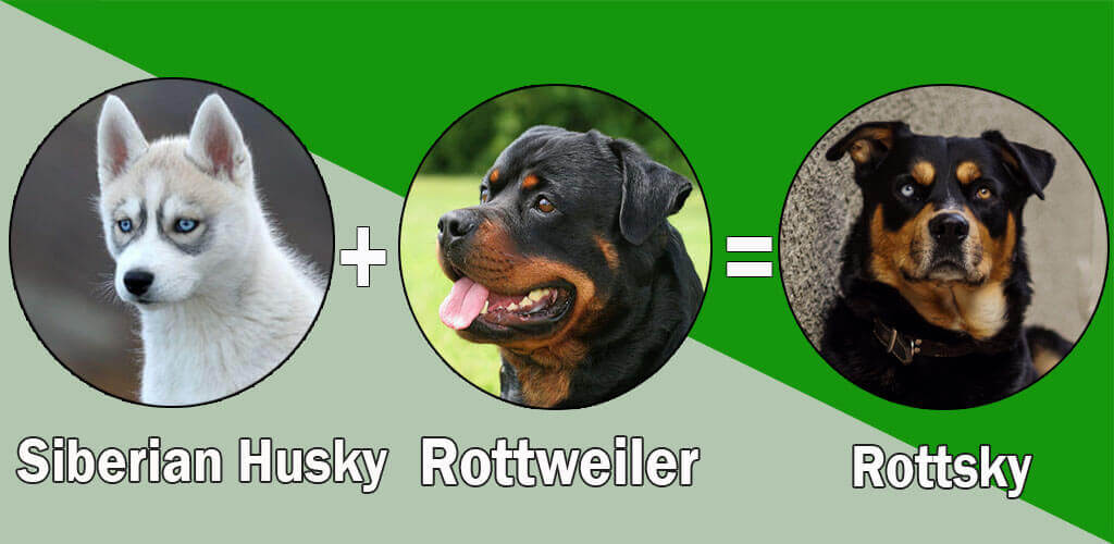 Image Result For Rottweiler Large