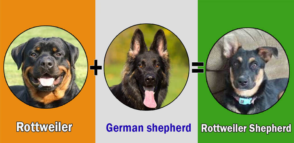 Rottweiler Shepherd