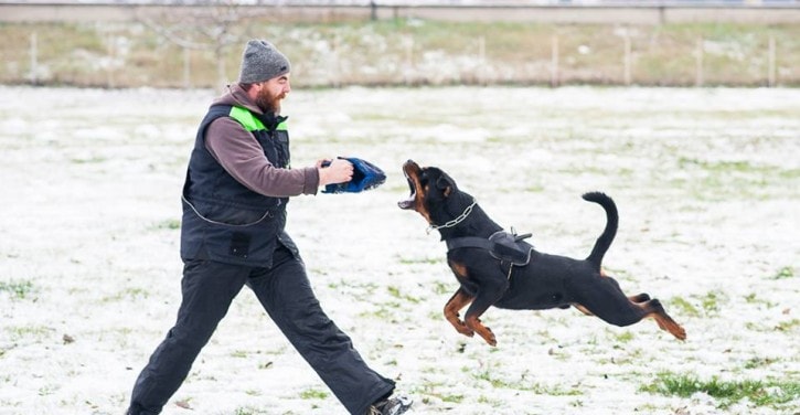 Rottweiler police dog