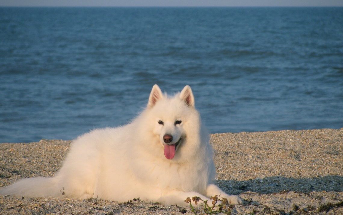 Samoyed dog photo