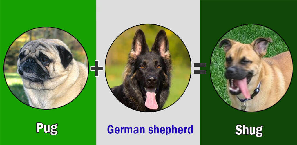 pug cross german shepherd