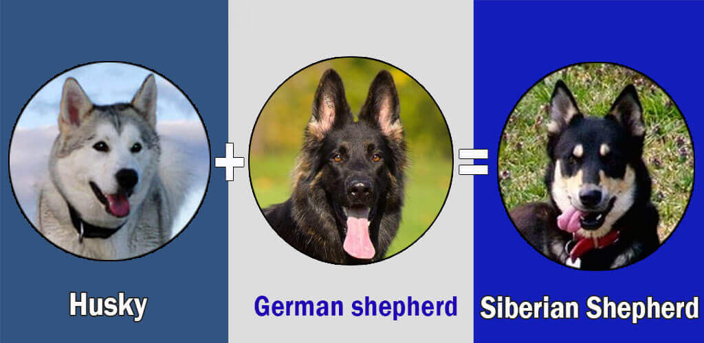 Siberian Shepherd