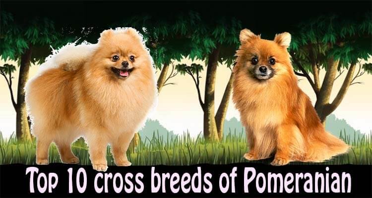 Top 10 Pomeranian cross breeds (Mix breeds) by dogmal.com