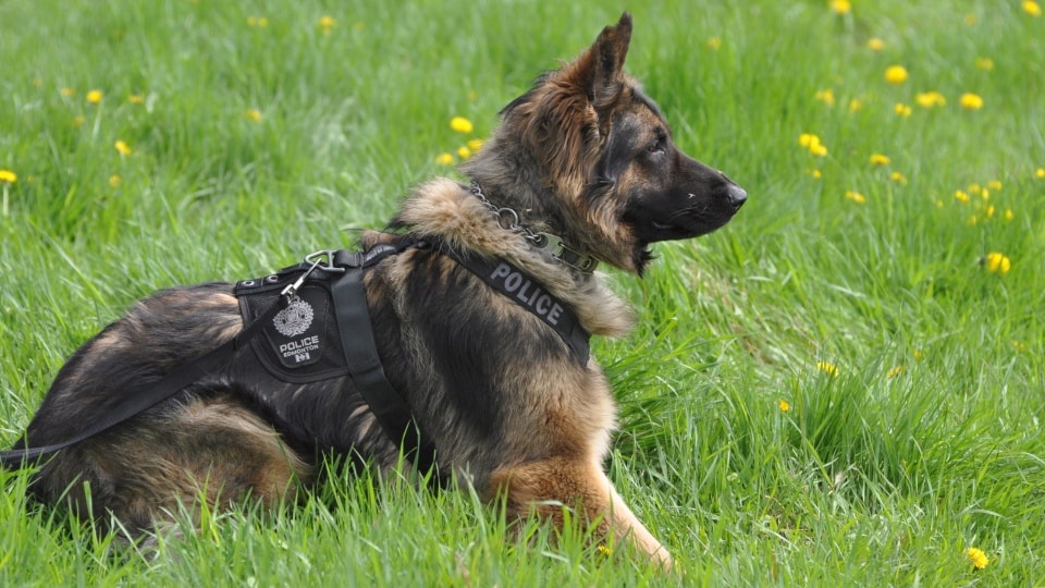 german shepherd hd image