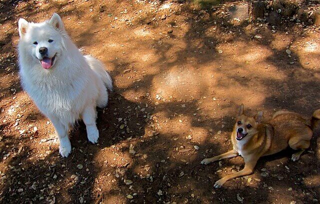 samoyed dog