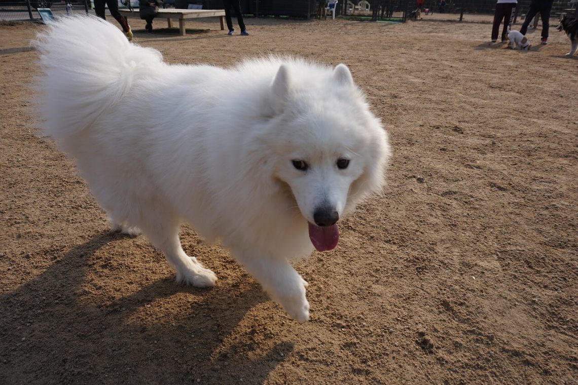 samoyed personality