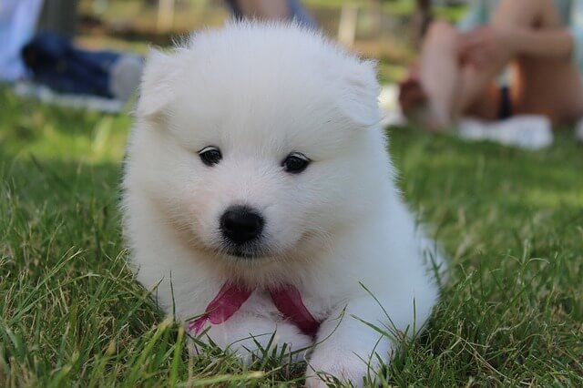 samoyed puppy photo