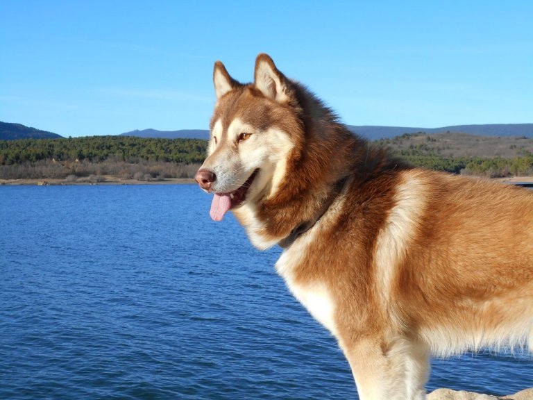 Are Siberian Huskies Protective Pin On Tasha's Daily Dose Of Cute!