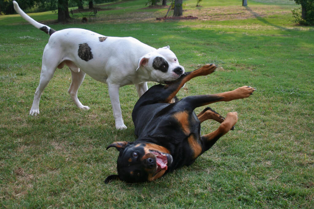 23+ Cane Corso Vs Rottweiler Fight Who Would Win