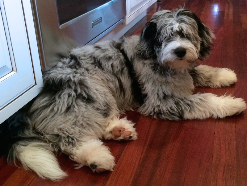 catahoula leopard dog poodle mix