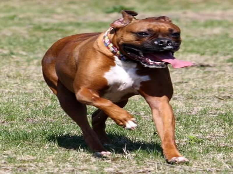 Boxer playing photo